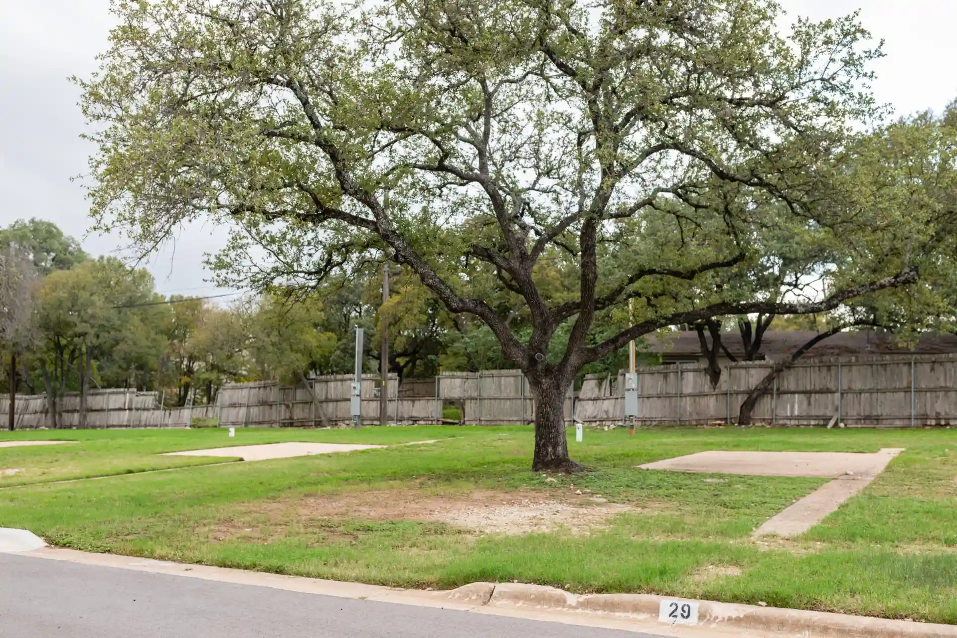 a big tree and an empty field with grass